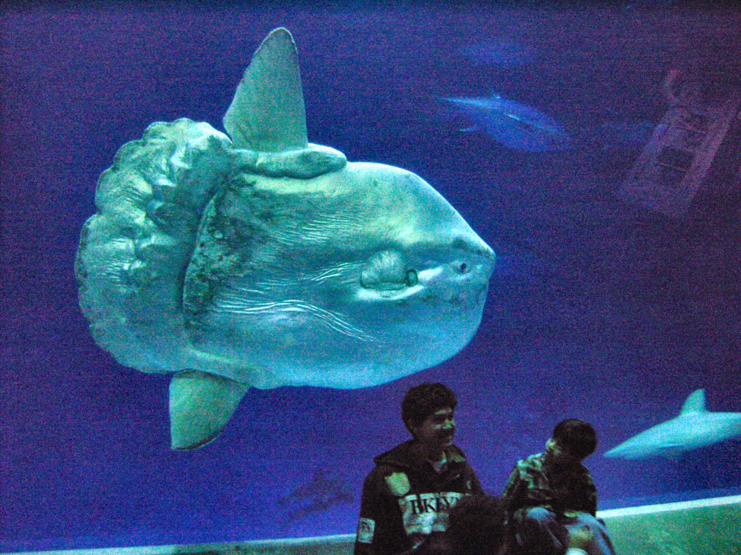 Biggest Ocean Sunfish Weighing 5,000 Pounds Correctly Identified