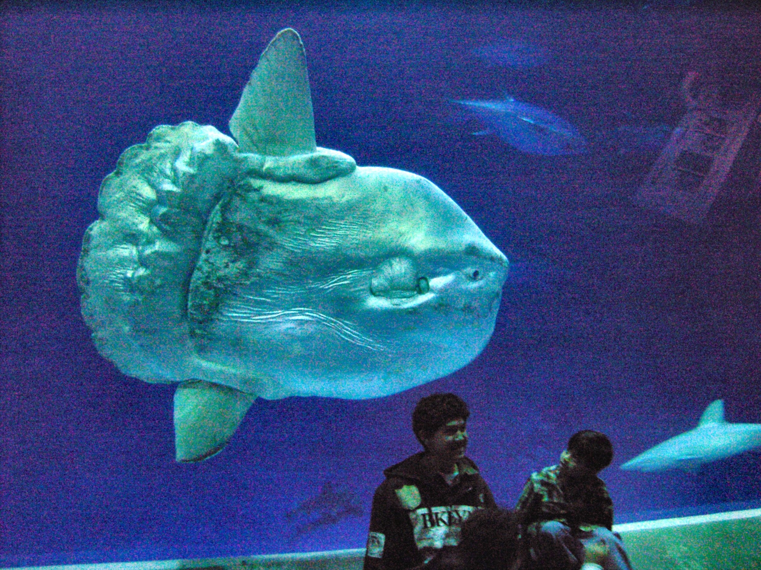 Two Oceans Aquarium  The weird and wonderful sunfish: Everything you…