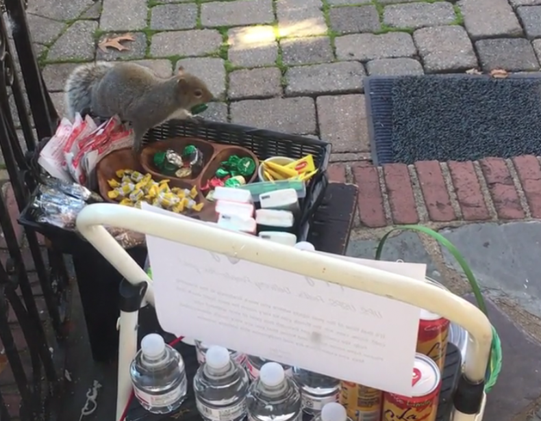 squirrel