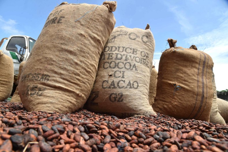 12_8_Cocoa Beans