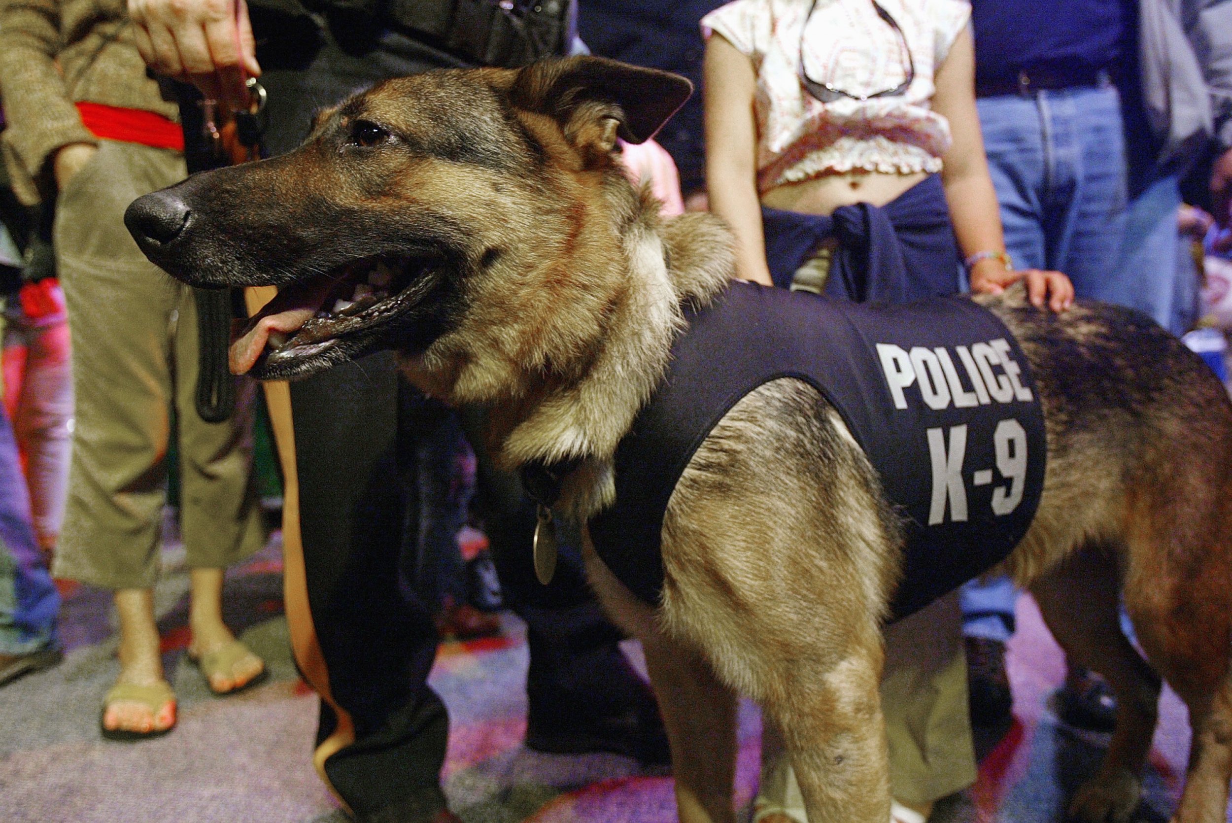 police dogs attacking