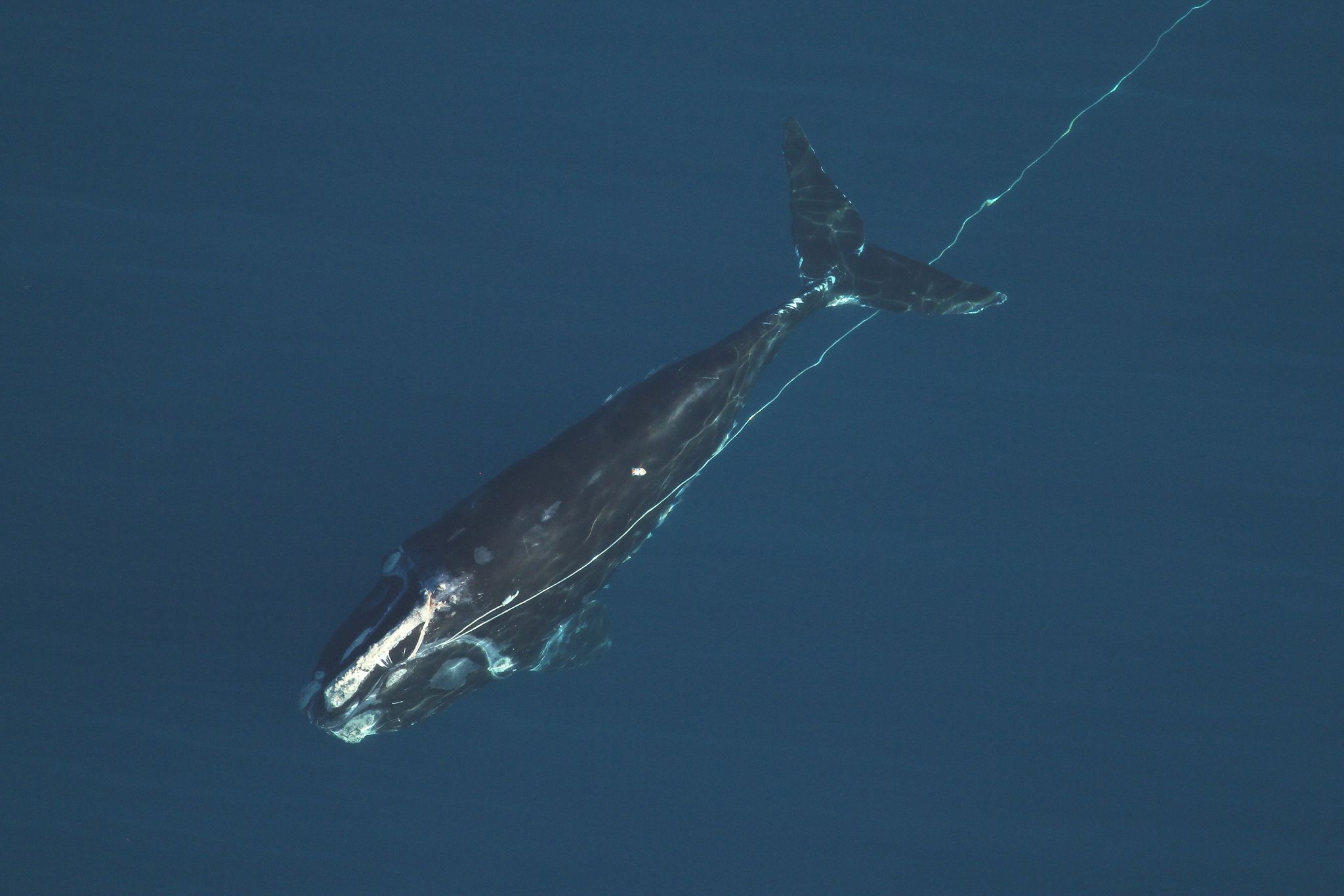 North_Atlantic_Right_Whale