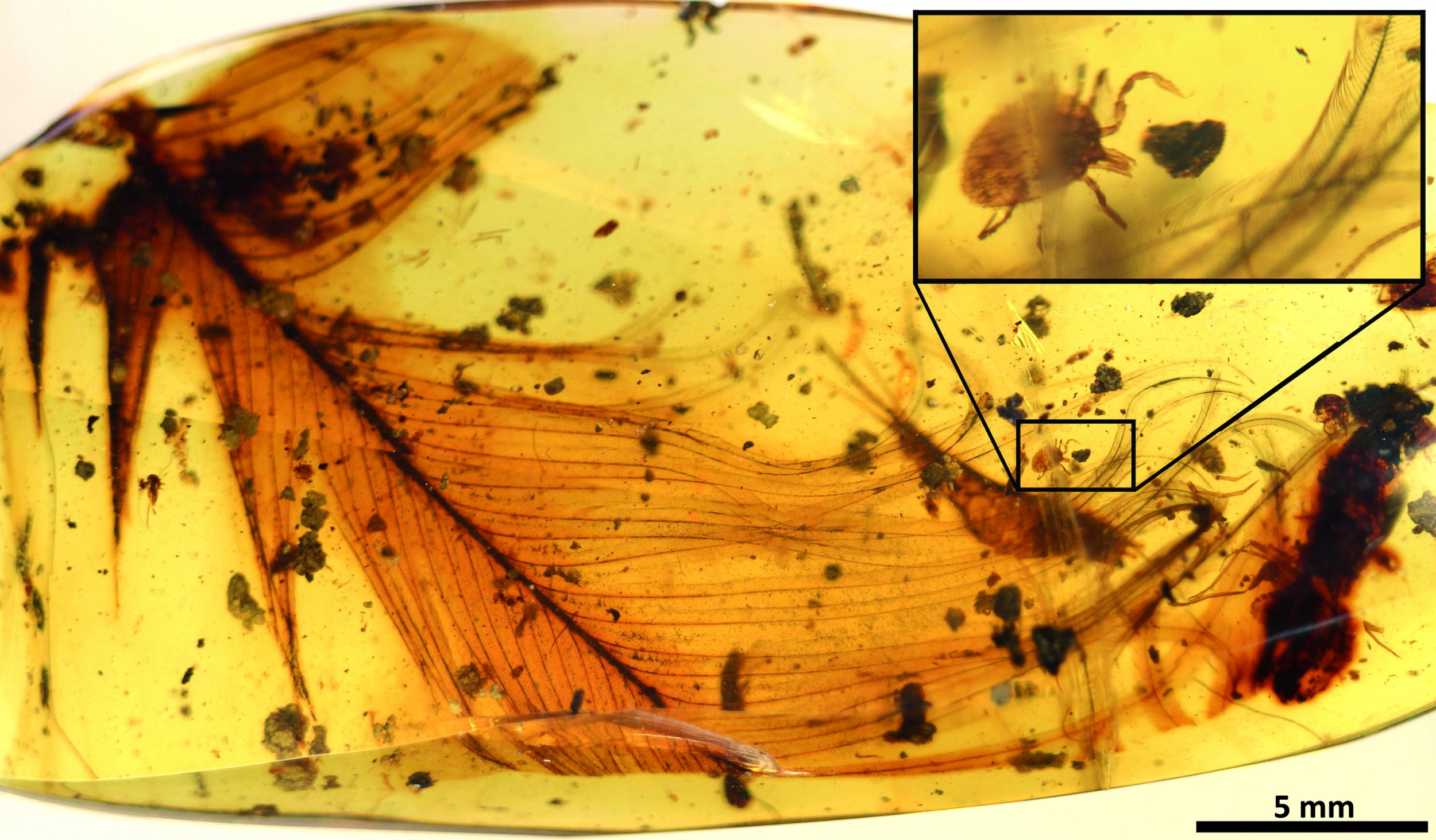 Dinosaur_feather_and_tick_in_amber