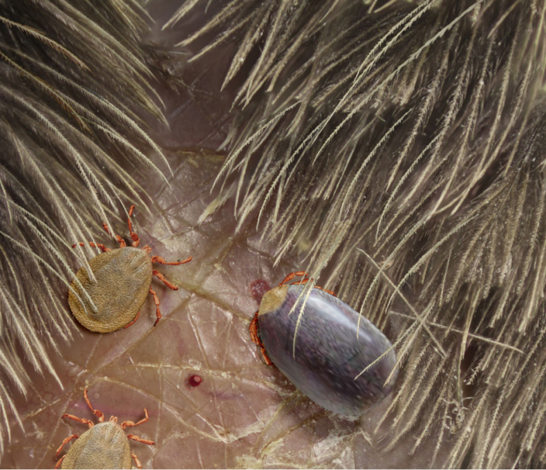 Tick_on_Dino_Reconstruction