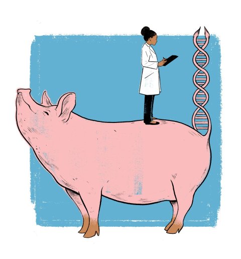 HOR_Medical_Pig