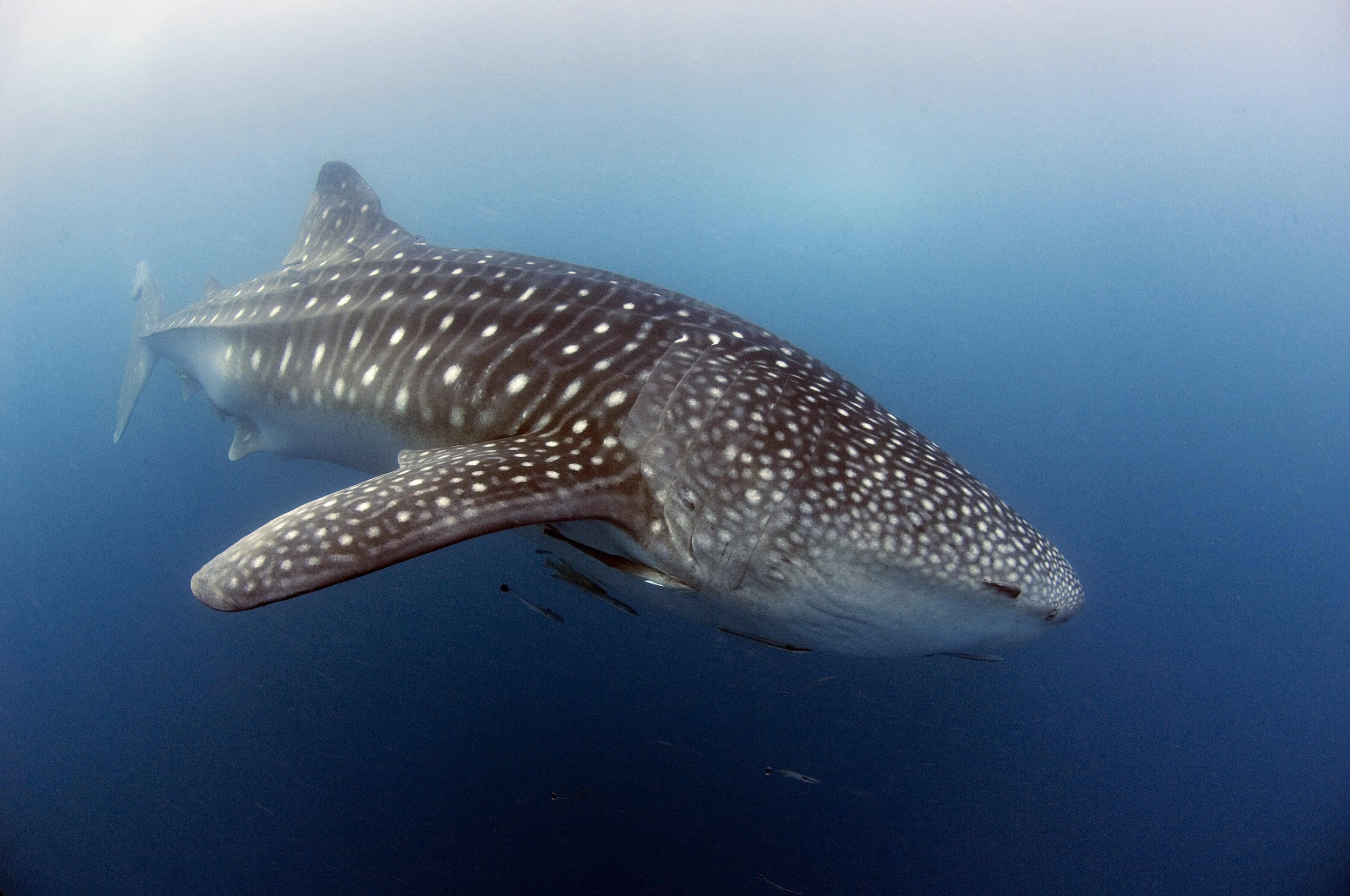 Nasa Star Tracking Technology Will Help Save Whale Sharks Because