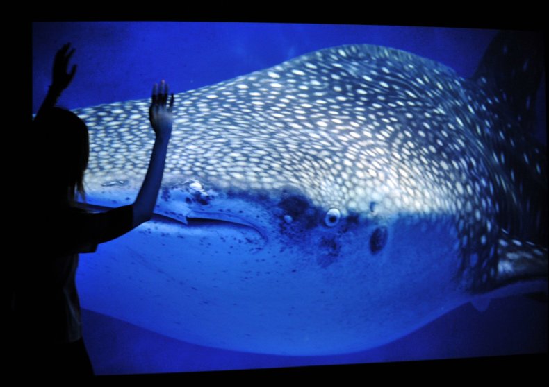 12_12_shark2