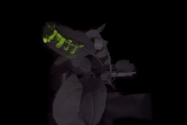 MIT-Glowing-Plants-02