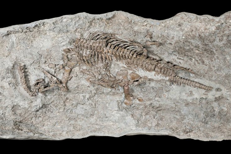 plesiosaurskeleton plesiosaurskeleton