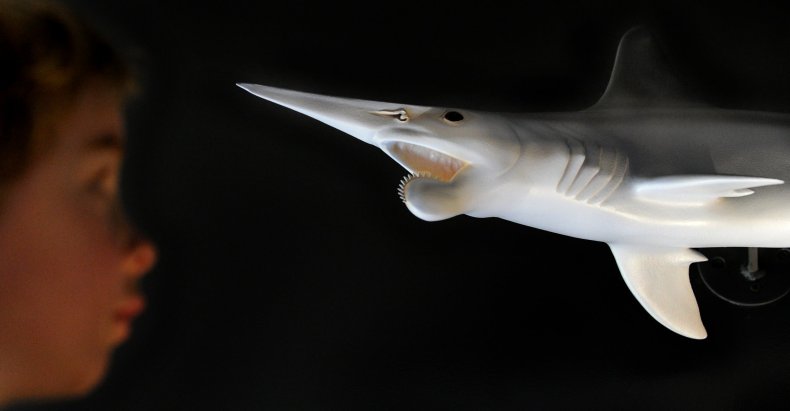 Helicoprion