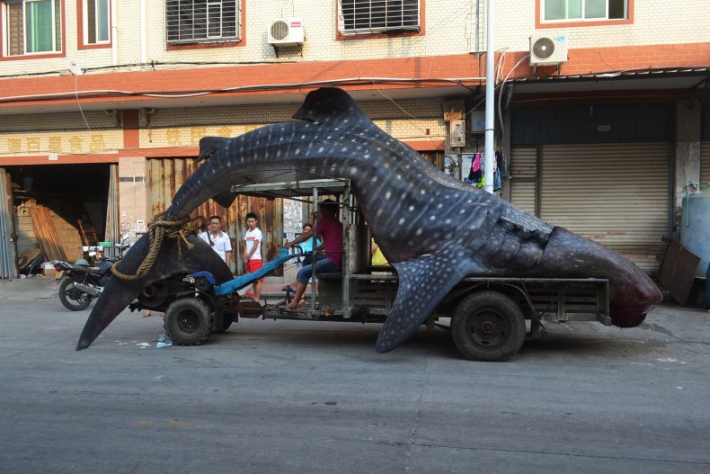 Whale_shark