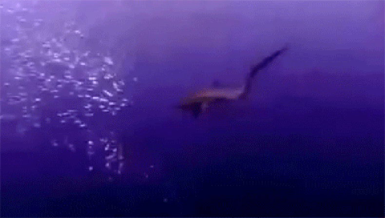 Thresher_shark