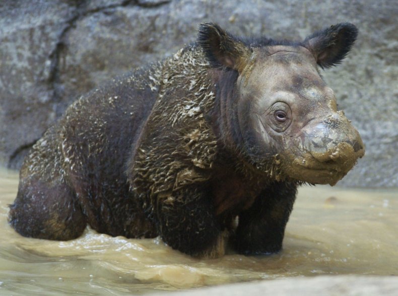 12_15_Sumatran Rhino