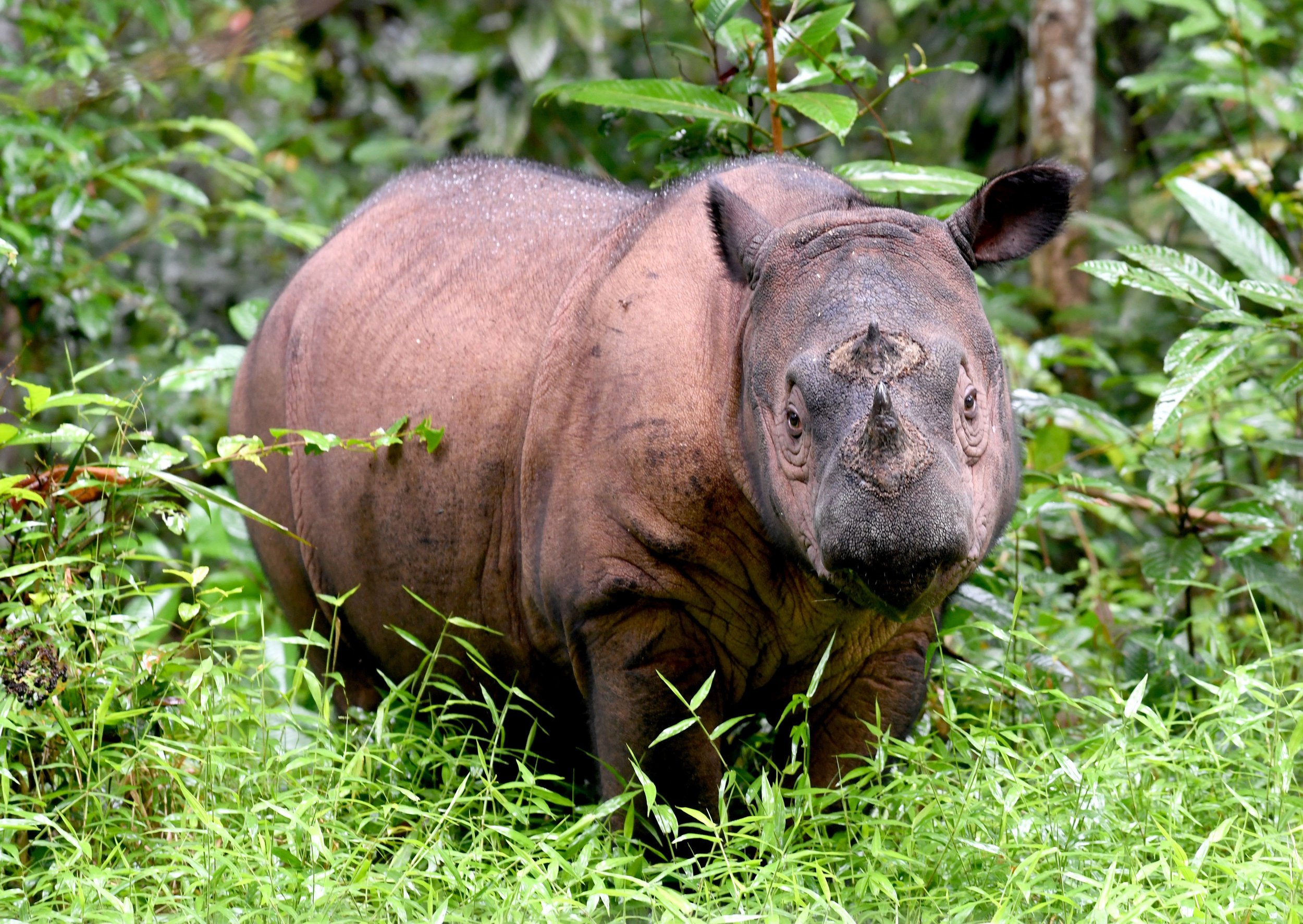 12_15_Sumatran Rhino Indonesia