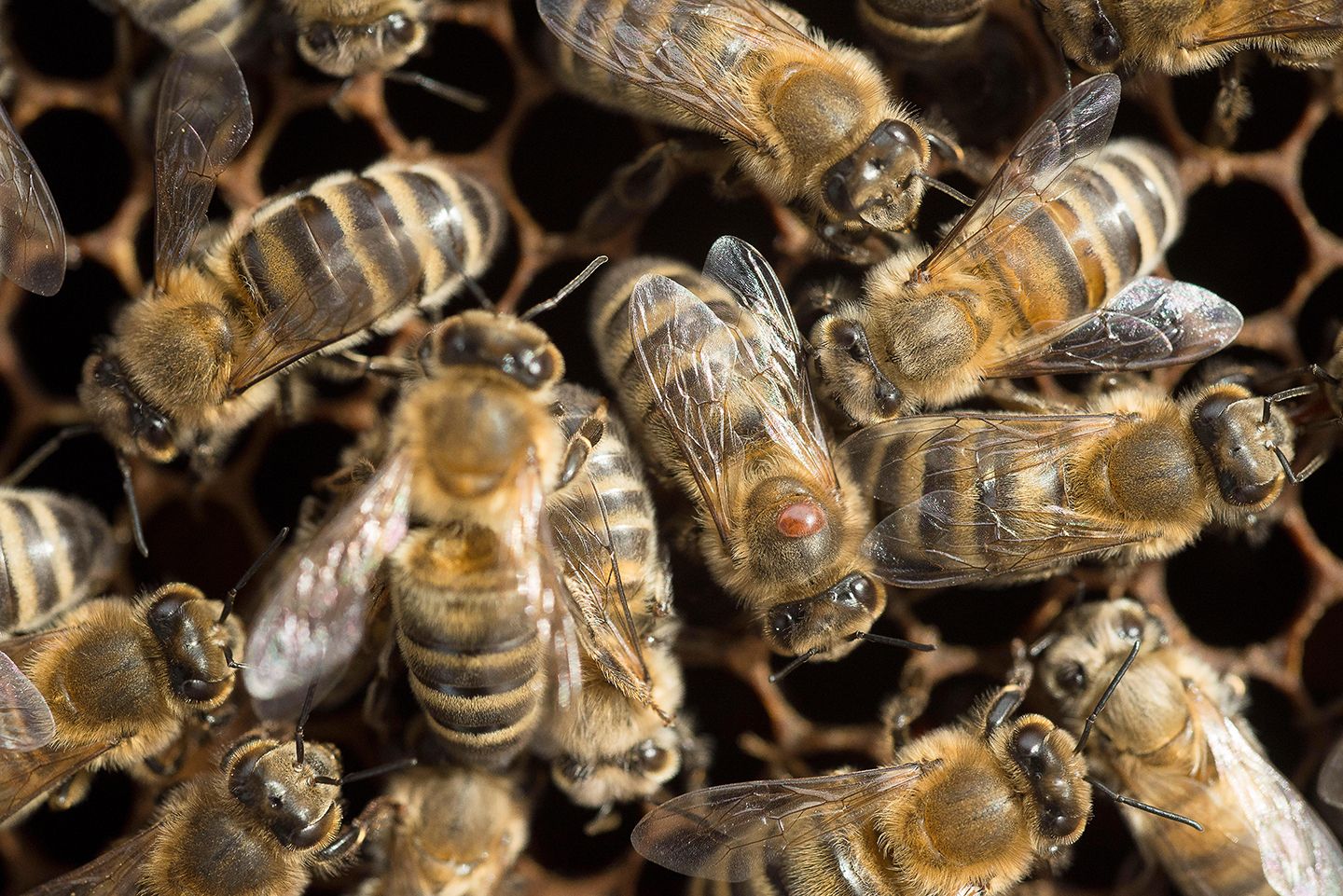 Walmart store drone bees