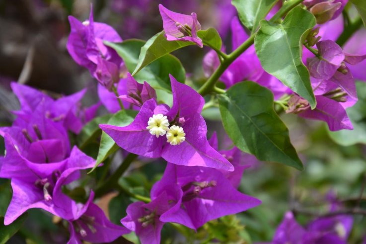 12_18_Plant 12_18_Plant