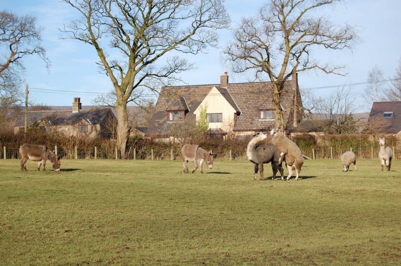 Sheep_mounting_alpaca