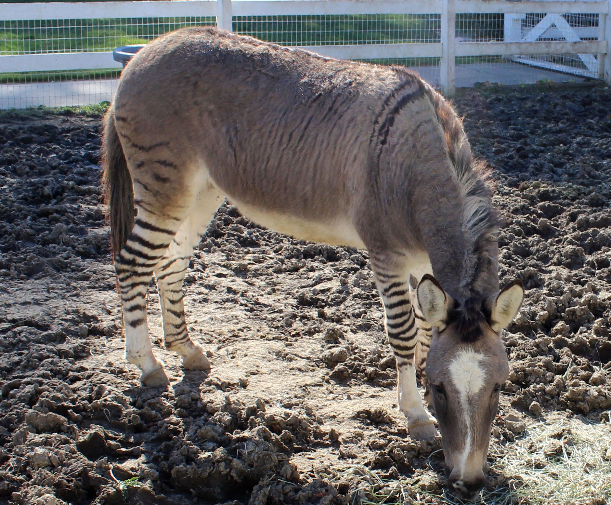 Zonkey Hybrid