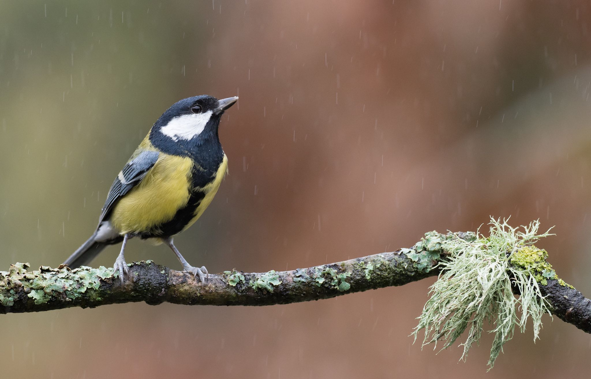 Great Tits on TV Teach Birds Which Gross Bugs to Avoid