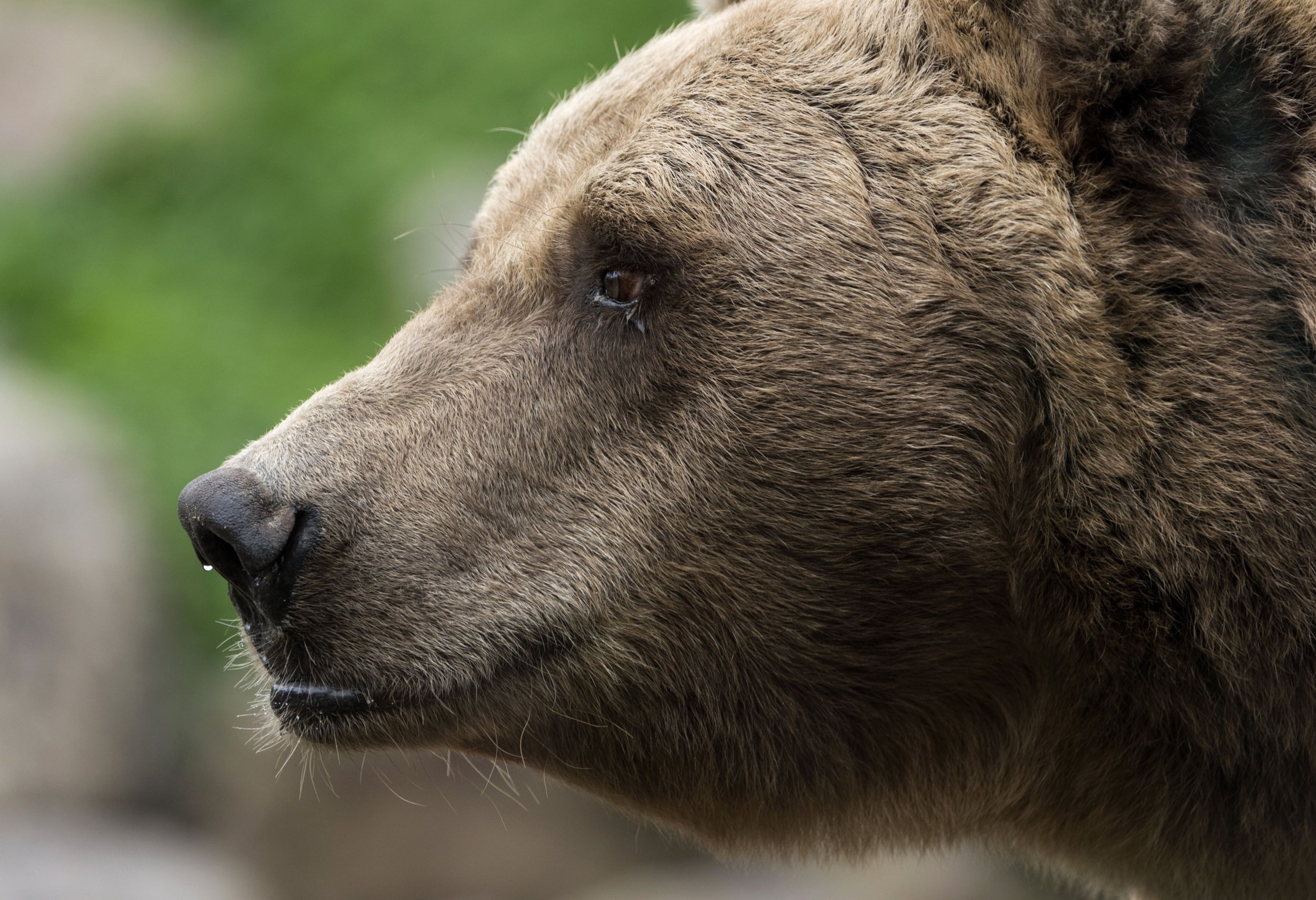 Why born. Bear with Teeth.