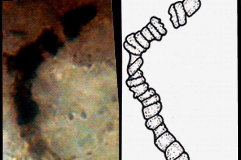 1-oldestfossil
