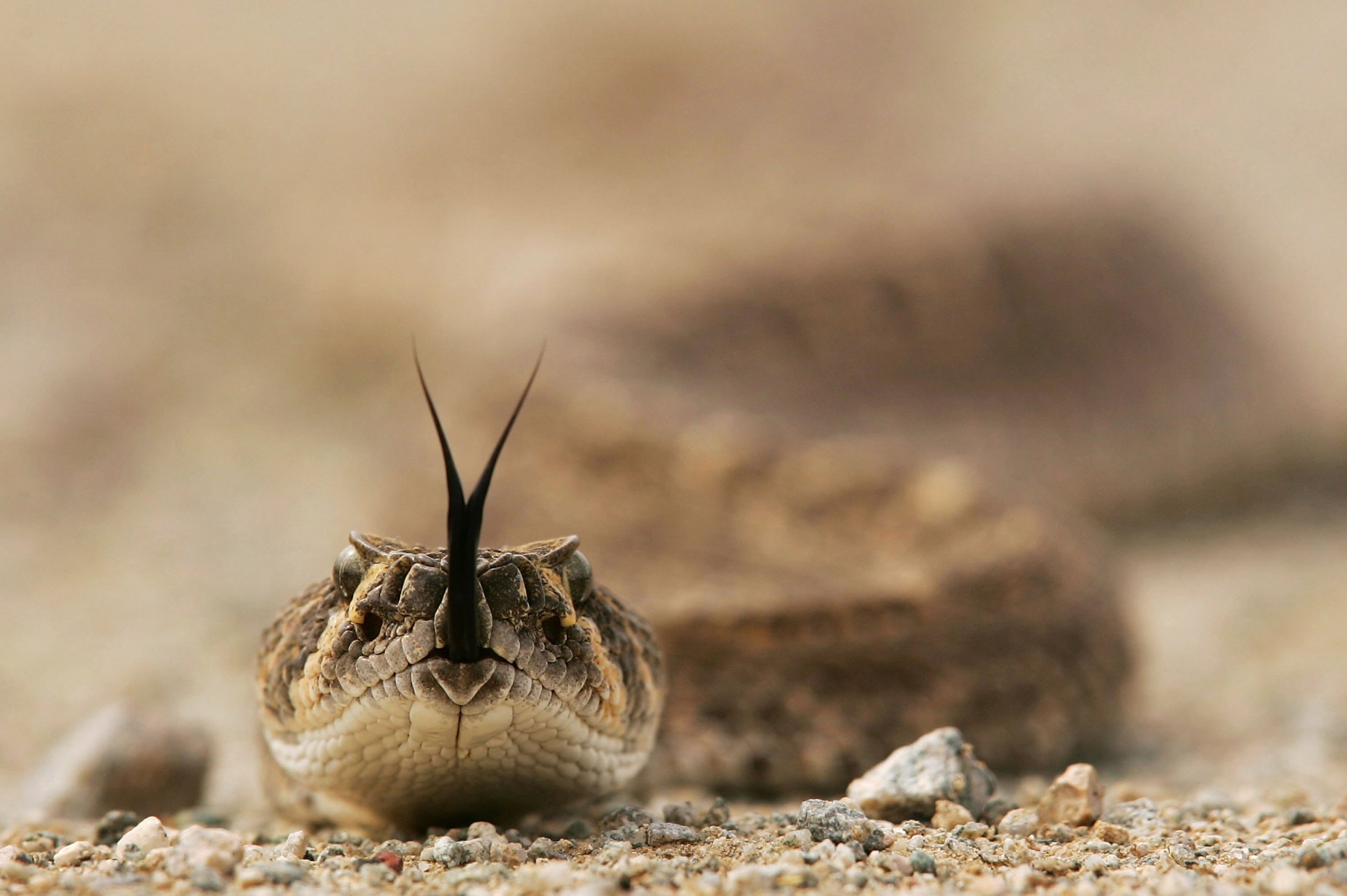 Rattlesnake Strikes: Speed, Accuracy, And Deadly Precision - t423e0g