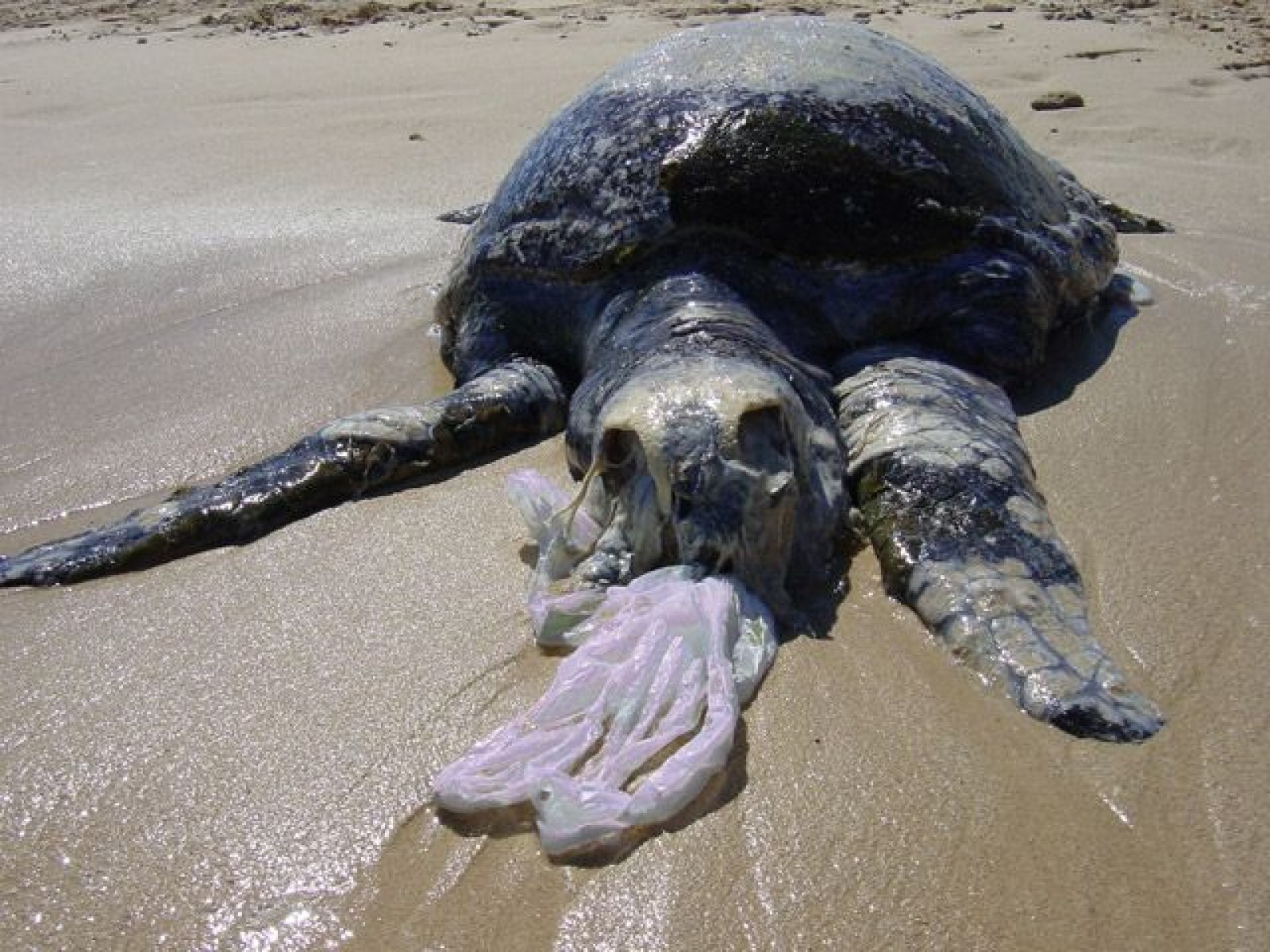 We Are Destroying Sea Turtles With All Our Plastic Waste
