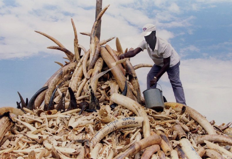 Rhino_horn_elephant_tusk
