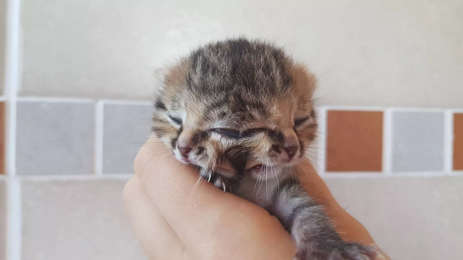 Photos: Kitten Born With Two Faces Is Surviving Against the Odds
