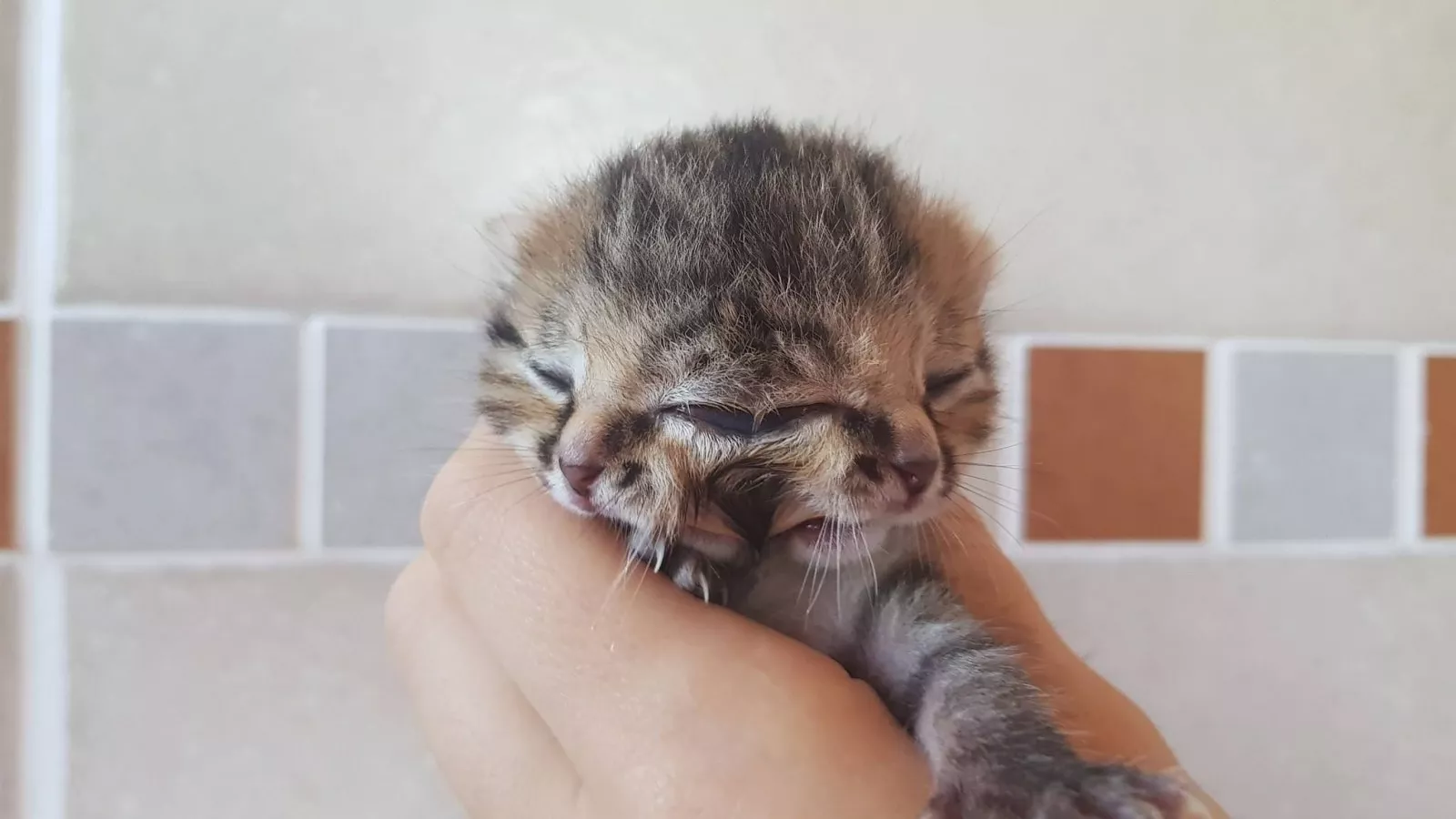 Photos: Kitten Born With Two Faces Is Surviving Against the Odds Photos: Kitten Born With Two Faces Is Surviving Against the Odds