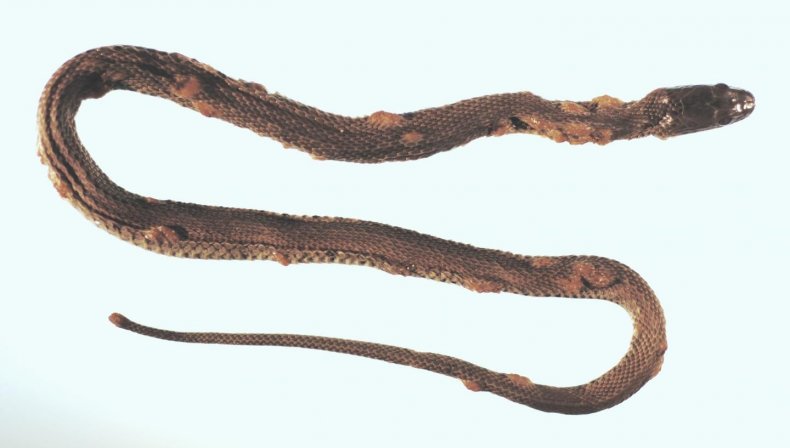 SnakeFungus