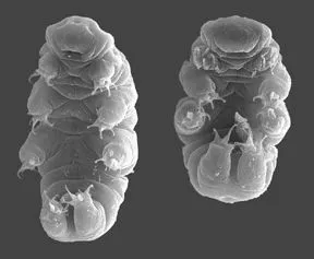 Tardigrades Can Survive in Space, But Can They Handle Climate Change? - Vimarsana News