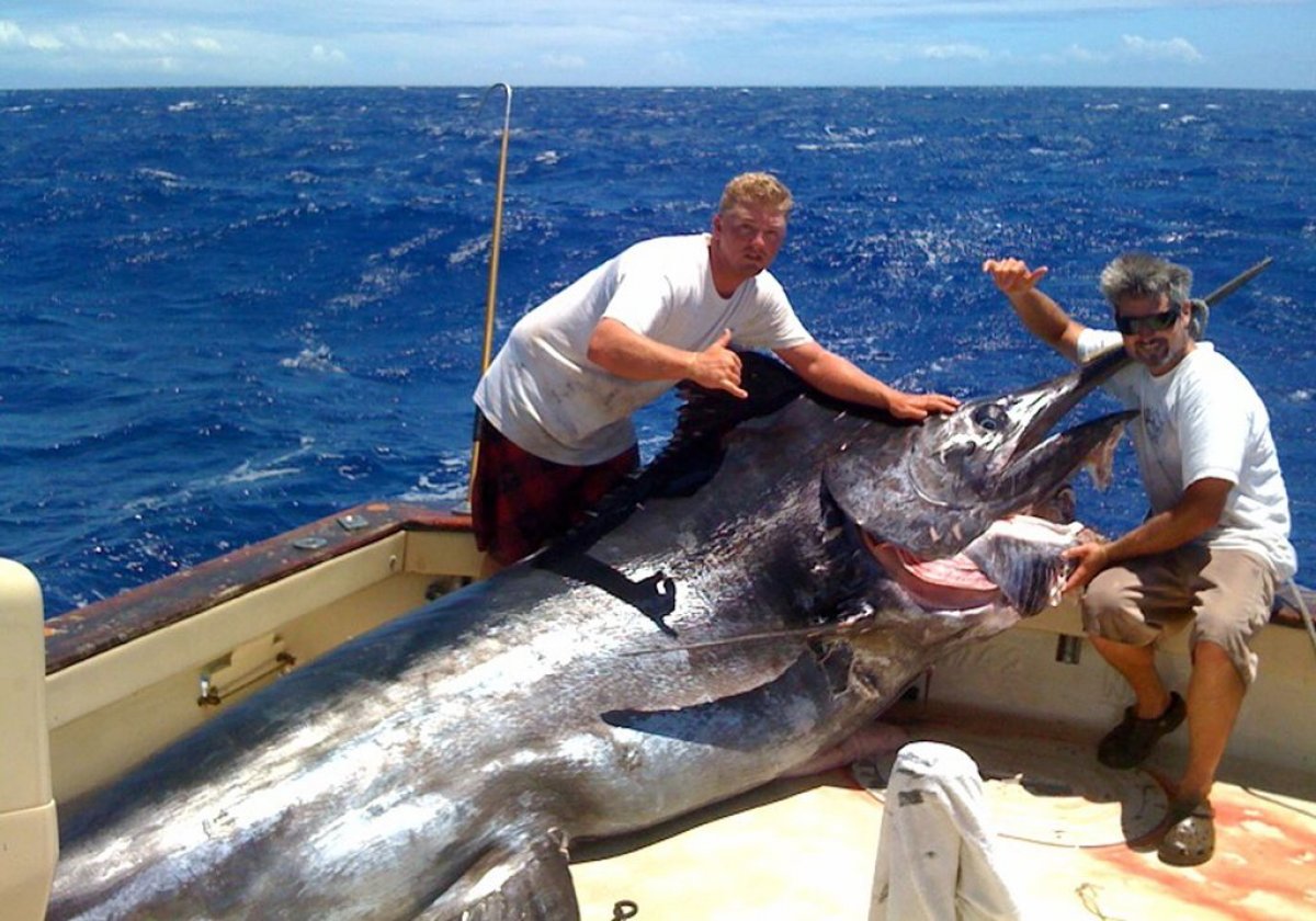 How Nuclear Bombs Helped Scientists Find the Age of this Gigantic Marlin  Fish