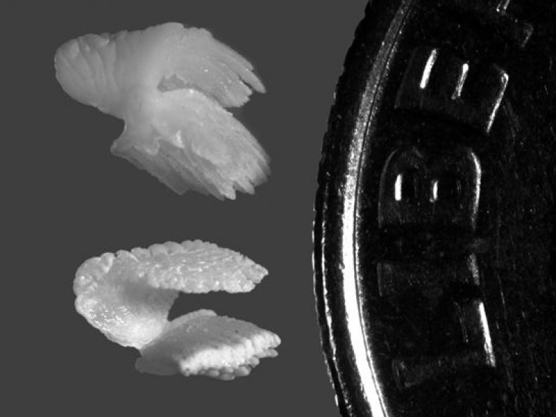 Otoliths