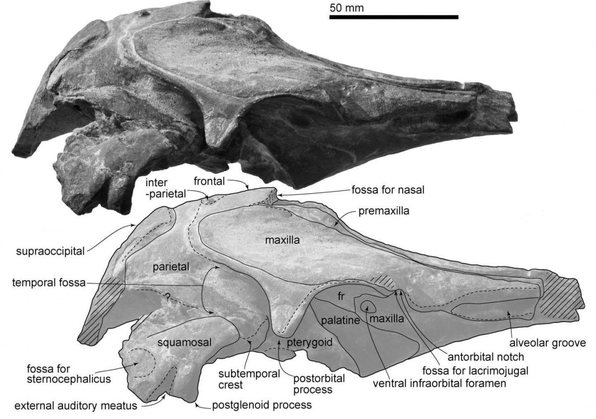 dolphin skull