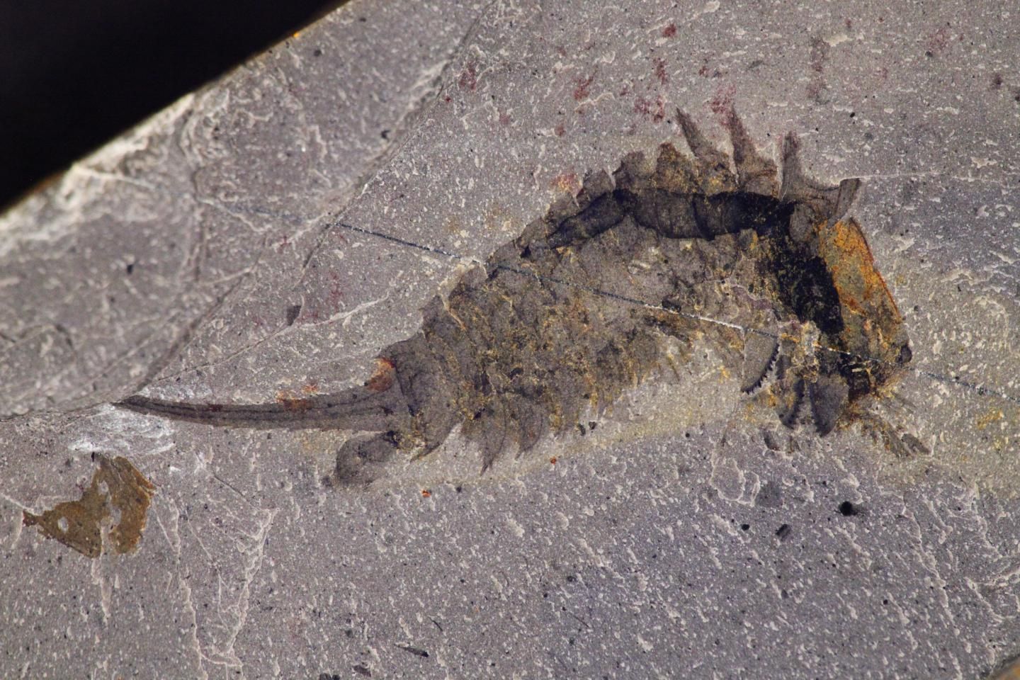 12_21_Fossil Specimen