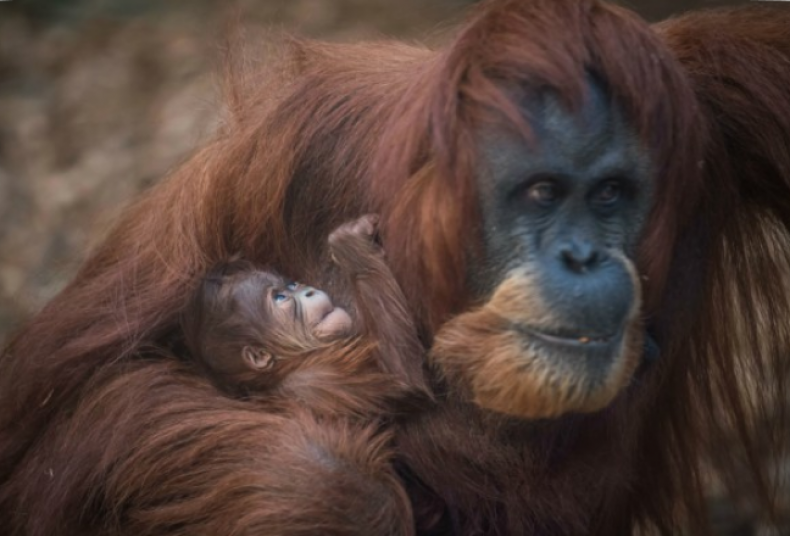orangutanbaby