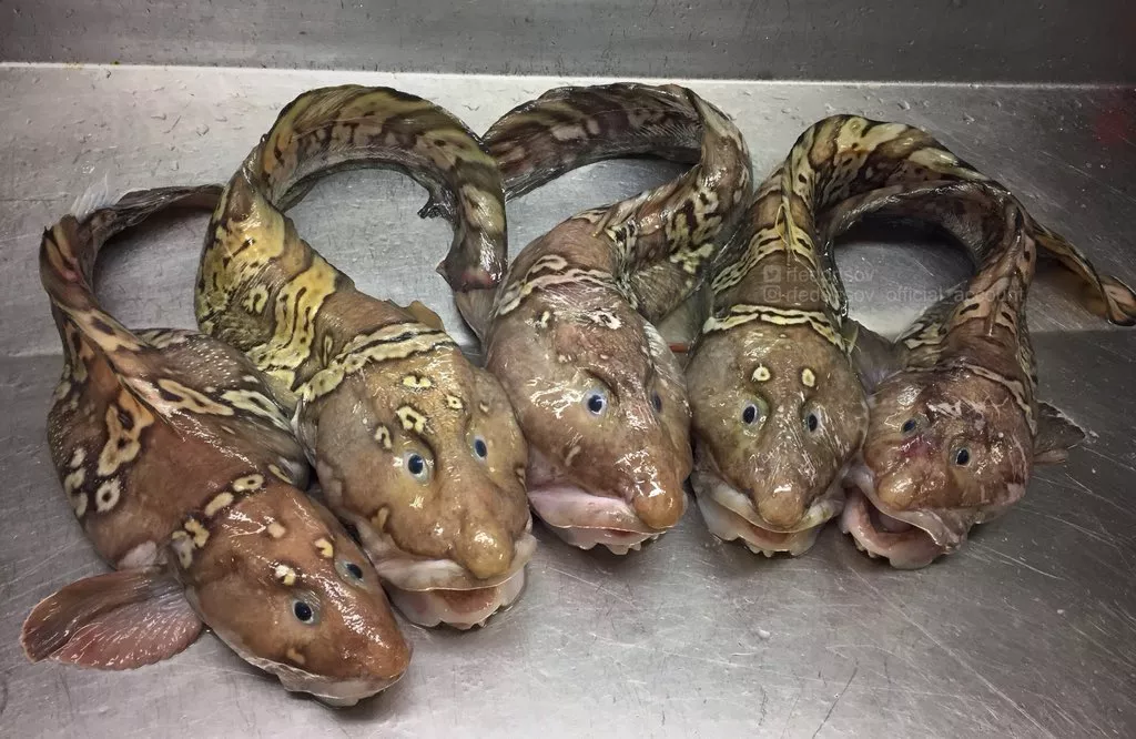 Bizarre Fish: See the World's Weirdest Creatures Hauled From the Bottom of  the Ocean