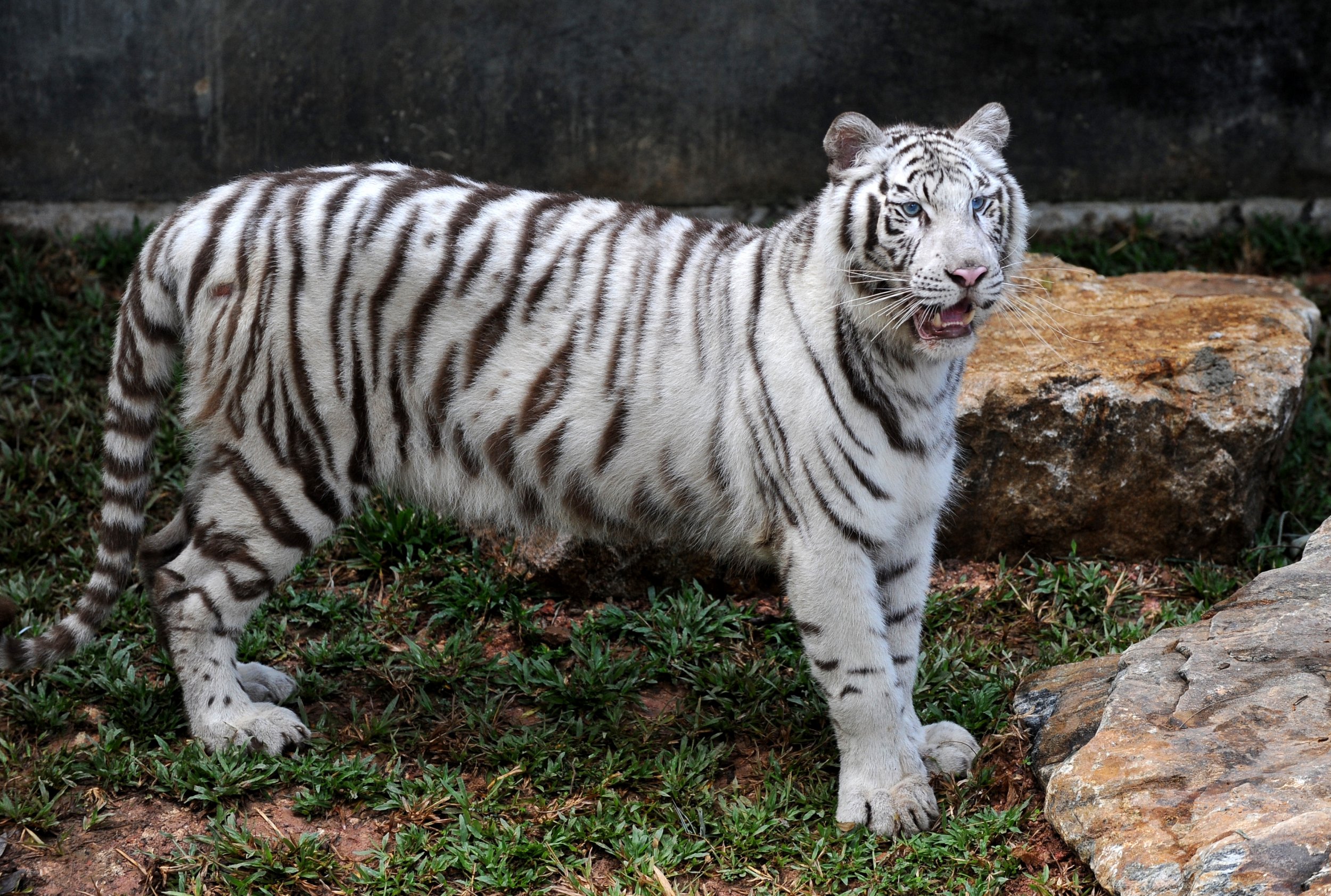 PHOTOS: Rare white tigers make zoo debut in Japan