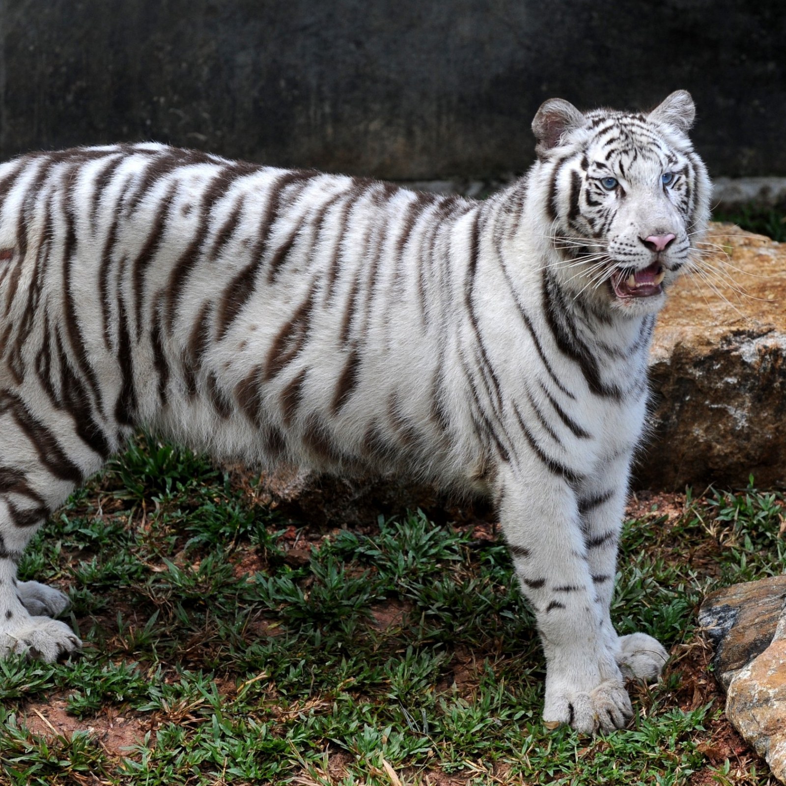 Rare White Tiger, Akere, Cincinati Zoo&#39;s Favorite Animal, Dies After Long  Bout With Cancer, Arthritis and Kidney Failure