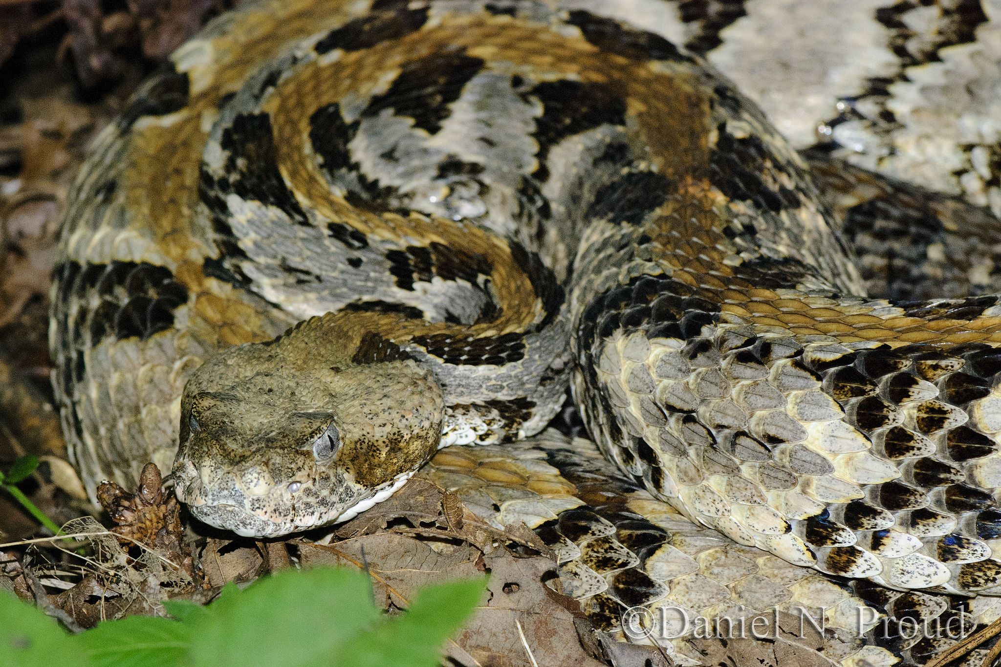 What Is Snake Fungal Disease? Understanding the Potentially Devastating ...