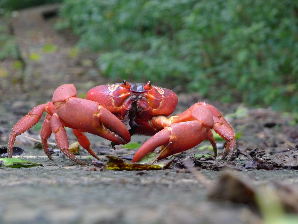 Google Street View Captures Incredible Migration of 10 Million Stunning Red Crabs to Christmas 