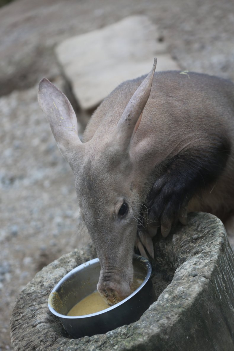 Misha the Aardvark (C)ZSL