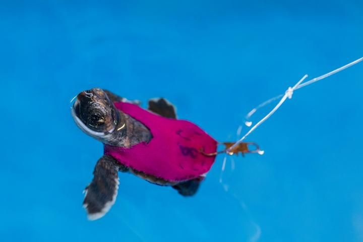12_23_FAU Sea Turtle