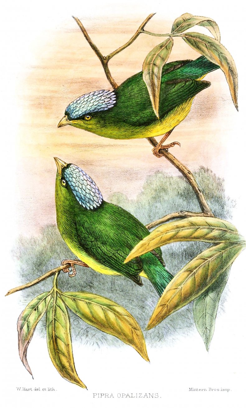 opal-crowned_manakin