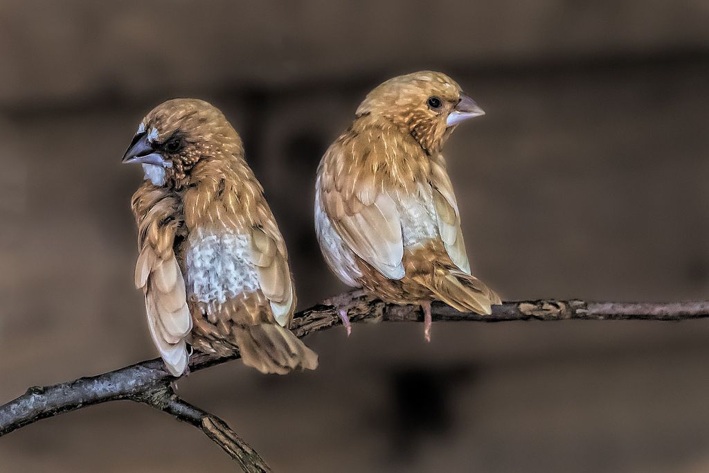 Bengalese_finches