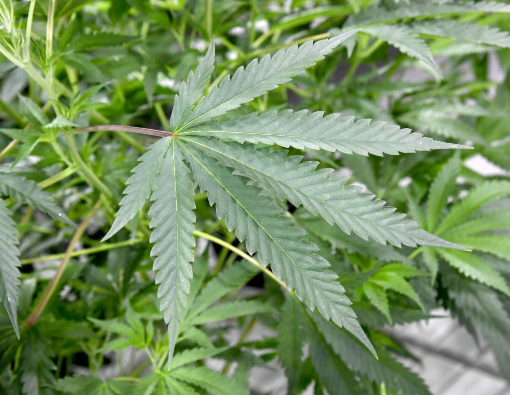 Marijuana Legalization 2018: Which States Might Consider ...