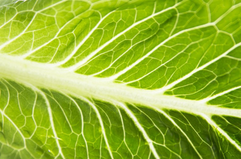Romaine lettuce leaf