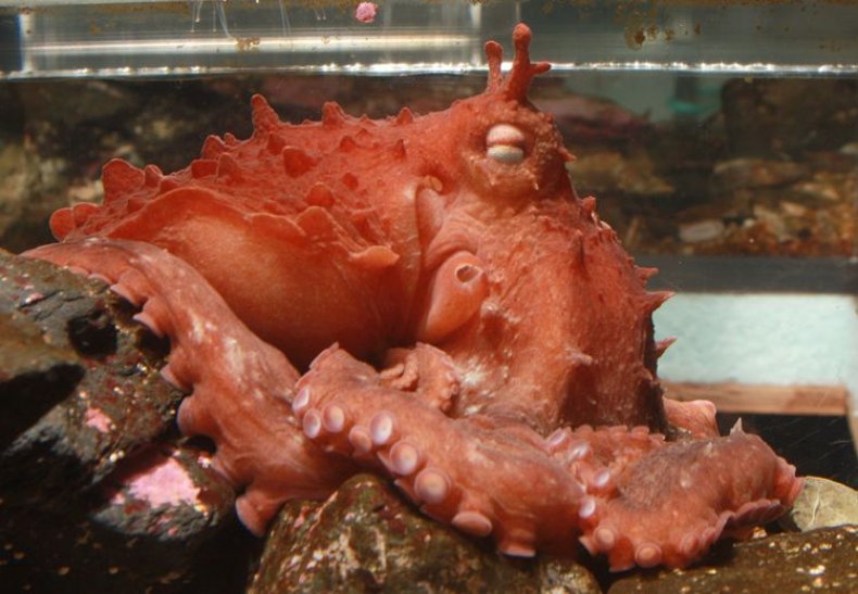 12_29_Frilled giant Pacific Octopus