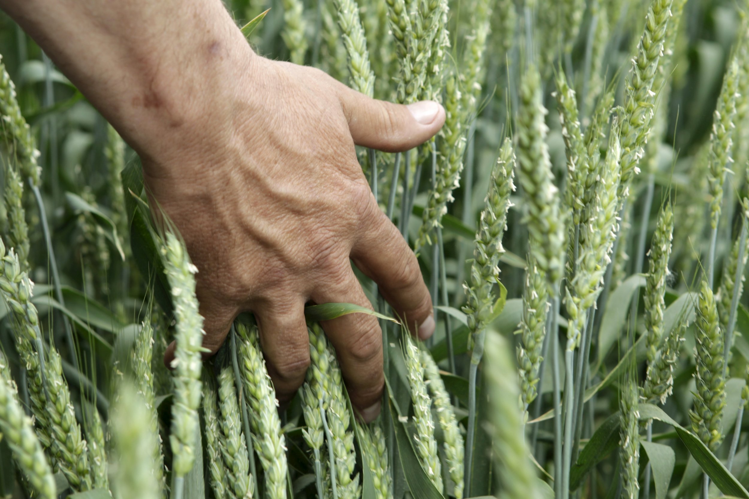 Russian agriculture. Яровые культуры это. Качество урожая. Пшеница США. Продовольство.